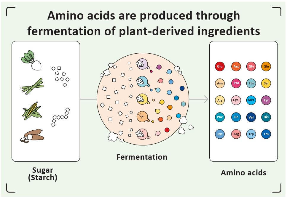 Amino acids are produced through fermentation of plant-derived ingredients