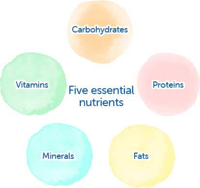 Cinco nutrientes esenciales