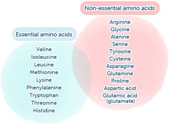 Lista de aminoácidos esenciales y no esenciales