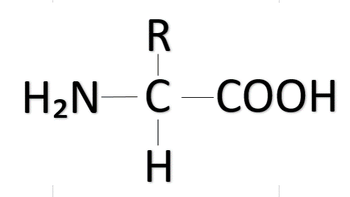 Structural Formula of Amino Acids